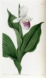Cypripedium reginae (als syn. Cypripedium spectabile)